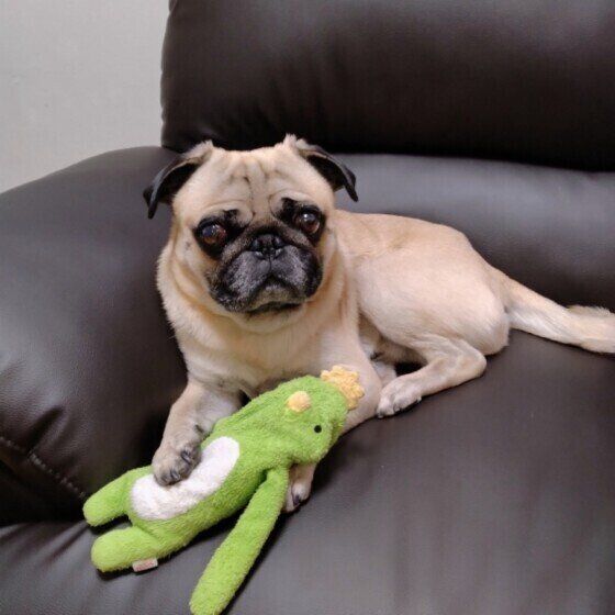 パグ いぬのきもち