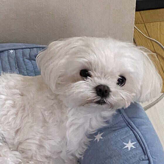 マルチーズのモモちゃん