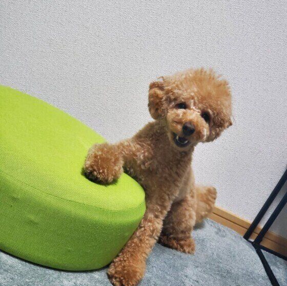 トイ・プードルのラズくん