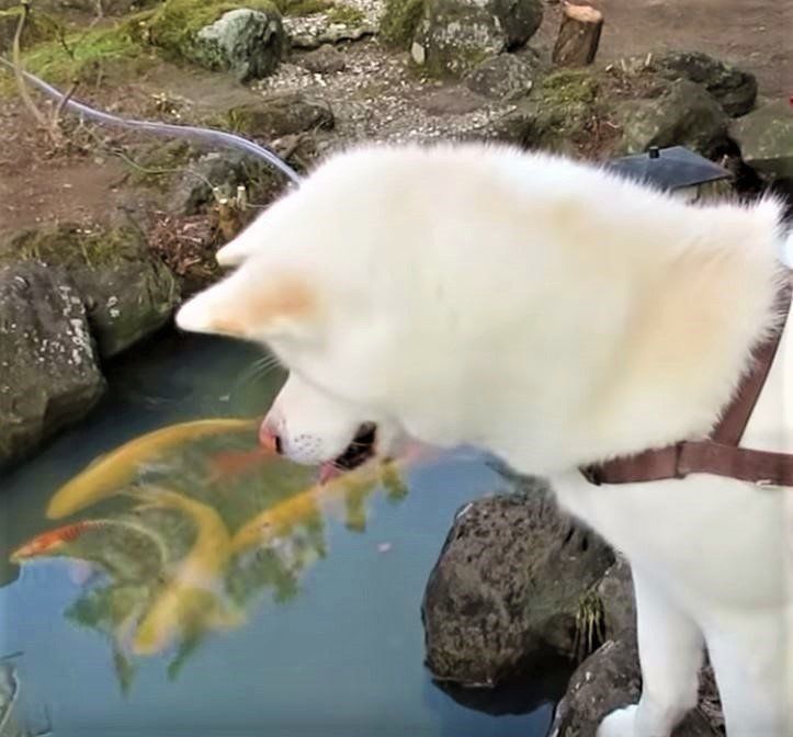 池の鯉と秋田犬