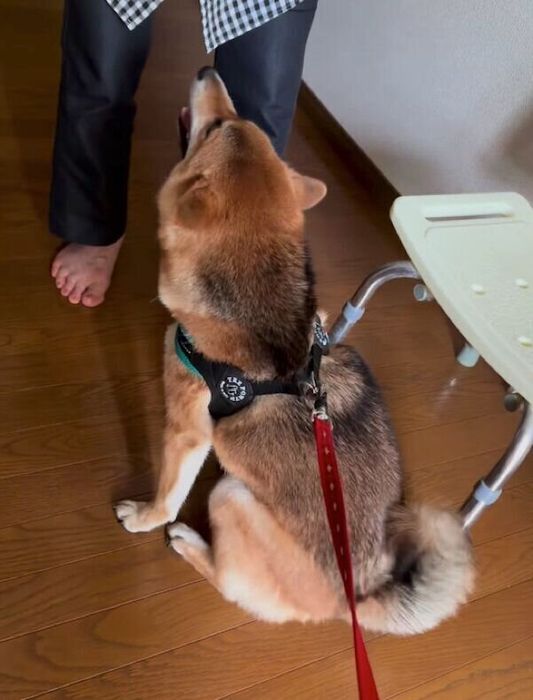 おばあちゃんと会えて喜びを爆発させるハチちゃん