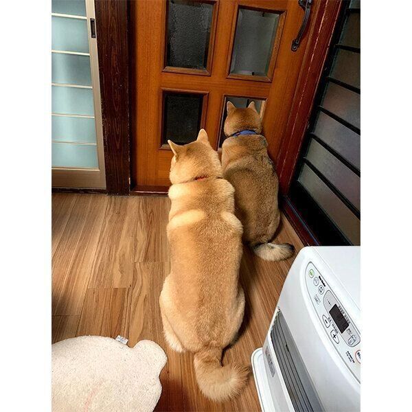 順番待ちをするチョコくん、ココちゃん