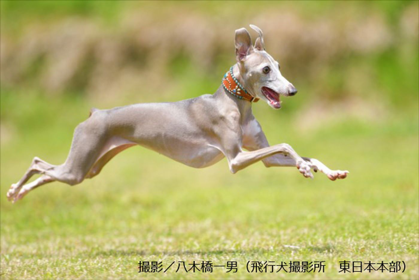 大人気の 飛行犬 誕生して大人気になるまで いぬのきもちweb Magazine 大人気の 飛行犬 誕生して大人気になるまで いぬのきもちweb Magazine