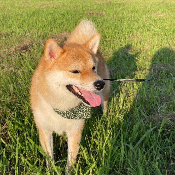 柴のこうくん♪