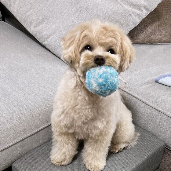 犬がお気に入りのおもちゃを離さない理由と対処法 いぬのきもち