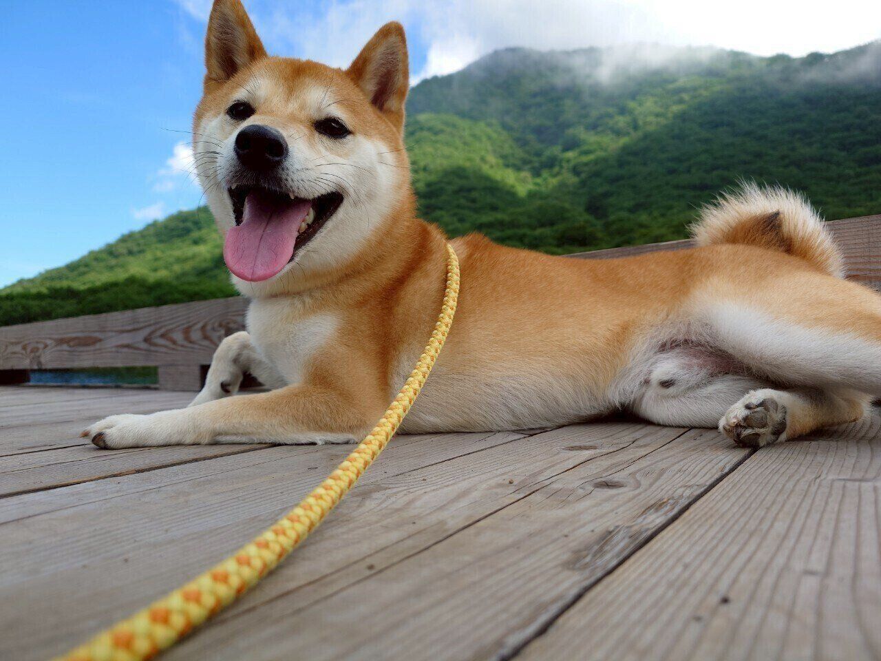 お出かけを楽しむひなたくん。