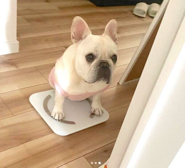 体重計に乗るひまわりちゃん