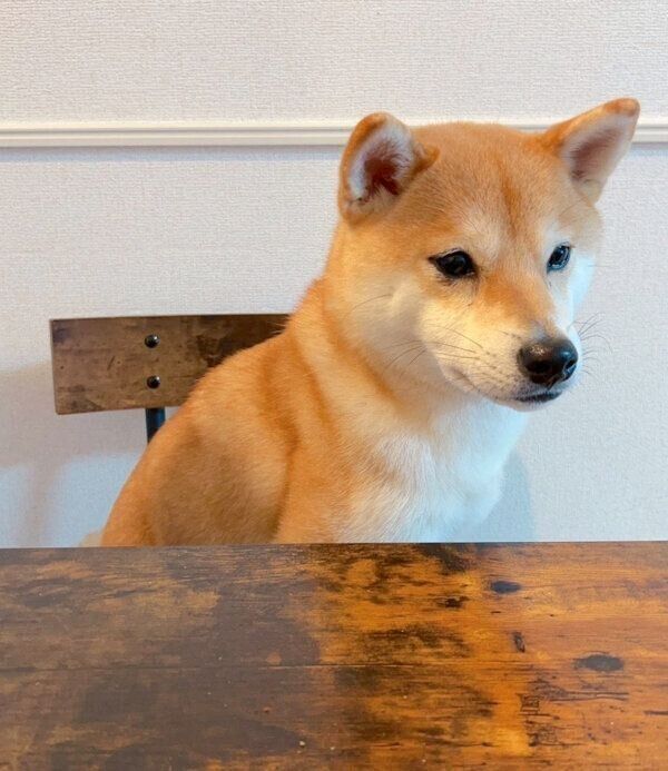 ダイニングテーブルに座るまめくん