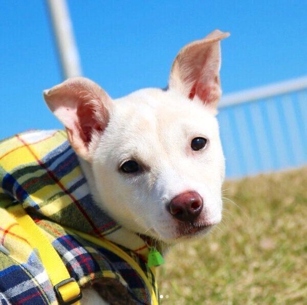 見つめる子犬時代のすずちゃん