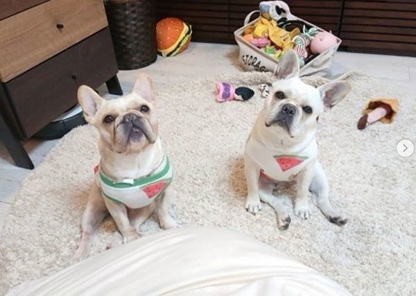 座って寄り添うフレンチ・ブルドッグの兄妹