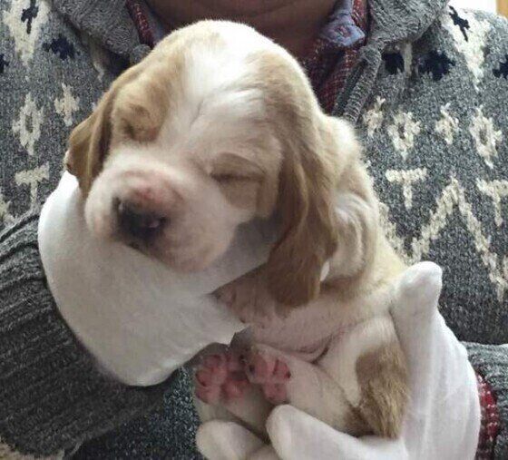 バセット・ハウンドのエールくん