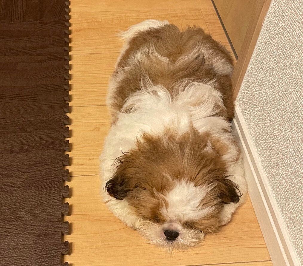 “ぺしょっと寝”をするぽこくん。