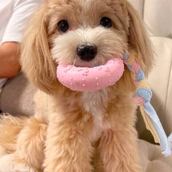 犬がニオイを「クンクン」嗅いでいるときの気持ちは？ いぬのきもち