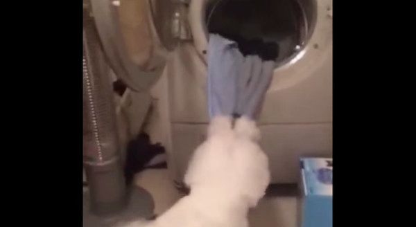 洗濯機からタオルを引っ張るビション・フリーゼ