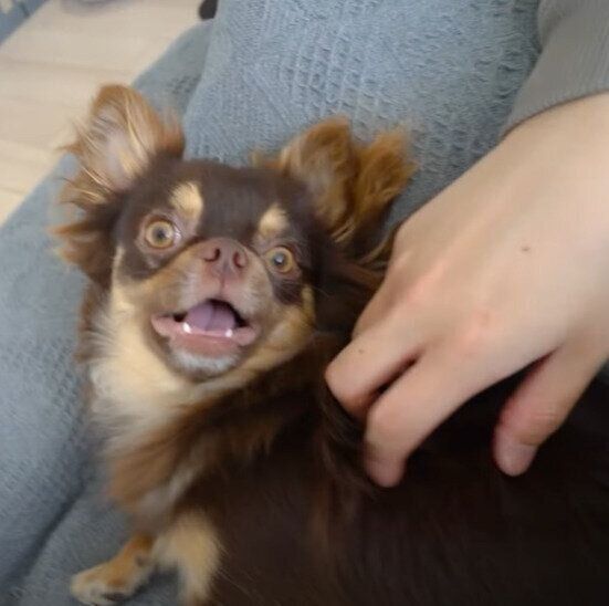 甘えん坊のリタくん