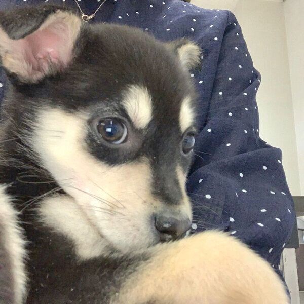 家に来た初日のまろちゃん