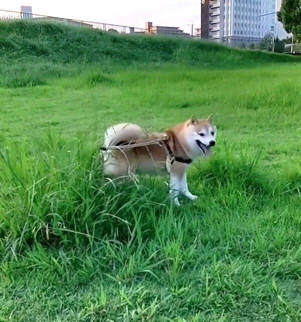 カメラ目線でキックする福来くん