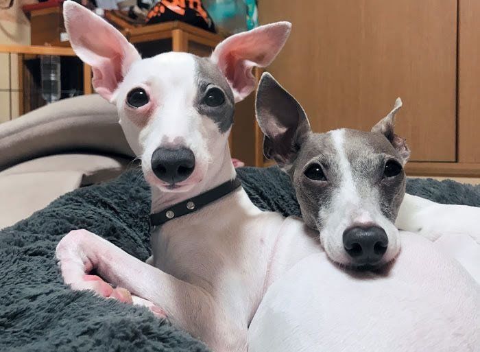 2頭のイタリアン・グレーハウンド