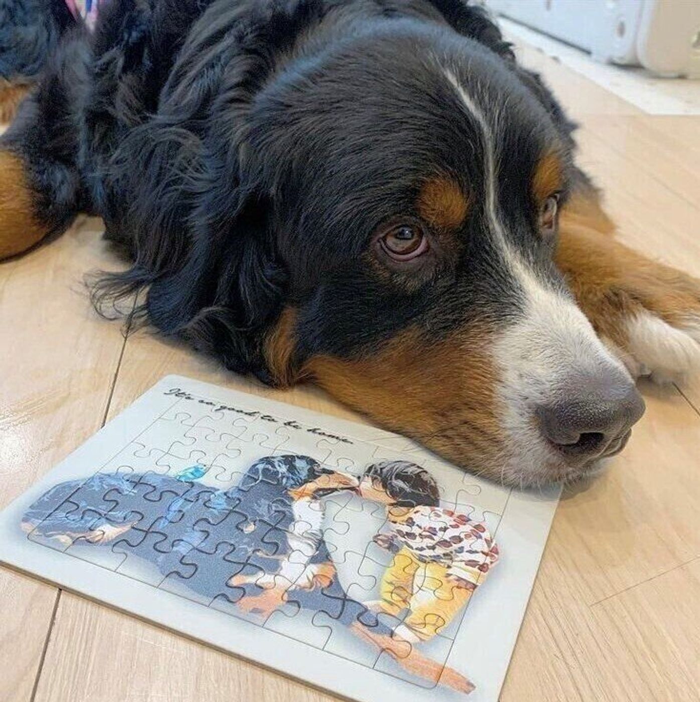 思わず抱きつきたくなる モフモフの大型犬 バーニーズ マウンテン ドッグについてご紹介 いぬのきもちweb Magazine 思わず抱きつきたくなる モフモフの大型犬 バーニーズ マウンテン ドッグについてご紹介 いぬのきもちweb Magazine