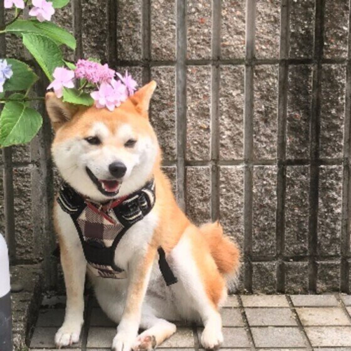 柴犬部門 21年人気名前ランキングは和風の名前がやはり強かった いぬのきもちweb Magazine 柴犬部門 21年人気名前ランキングは和風の名前がやはり強かった いぬのきもちweb Magazine