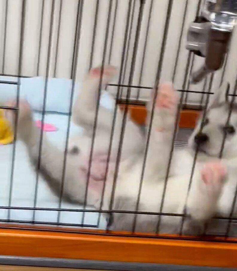 ひっくり返ってしまうゆのくん