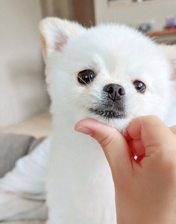 見つめるこめたくん