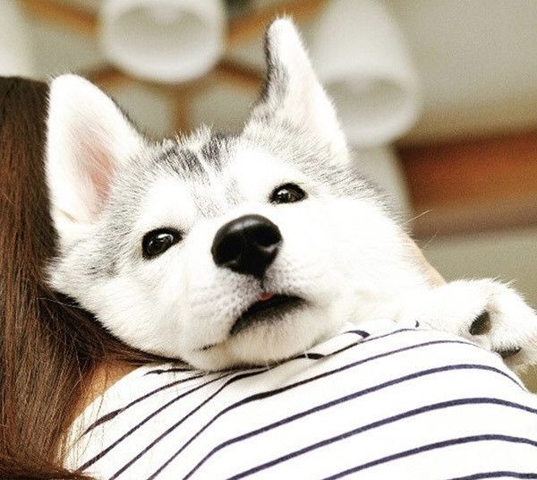 抱っこされるシベリアン・ハスキー