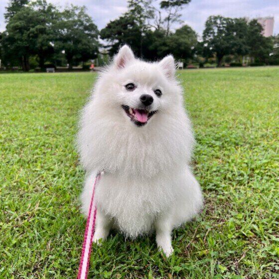 日本スピッツのまよちゃん♪