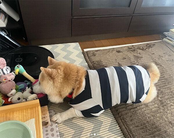 おもちゃ箱に顔を乗せて眠るくうちゃん