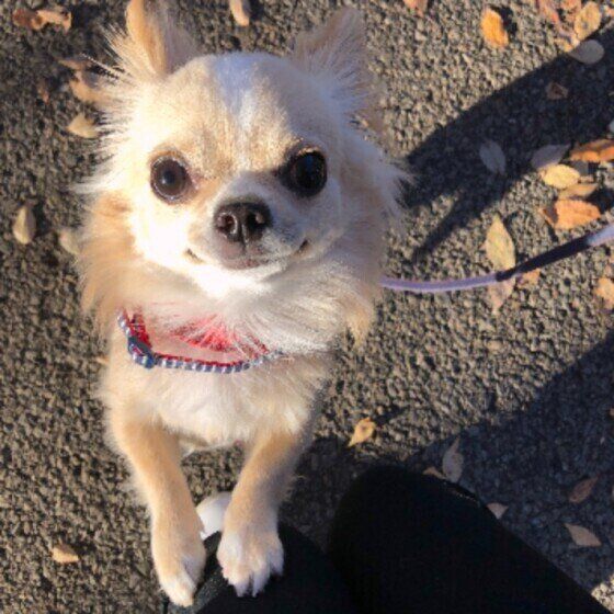 お散歩中のチワワ