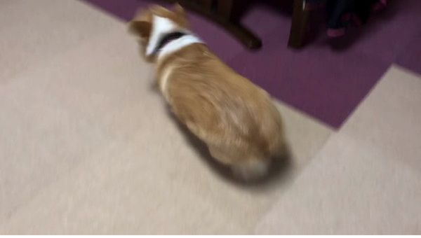 爆走するコーギー