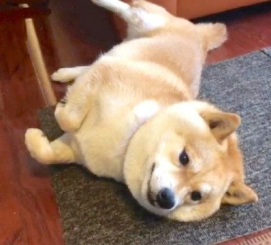 背中におもちゃを隠す豆柴