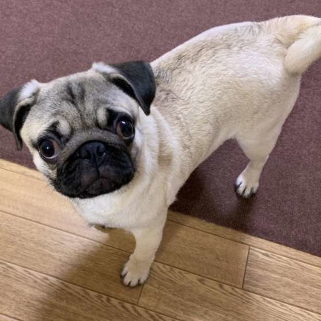 吠えない小型犬っているの 飼う前に知っておきたい犬のこと いぬのきもちweb Magazine 吠えない小型犬っているの 飼う前に知っておきたい犬のこと いぬのきもちweb Magazine