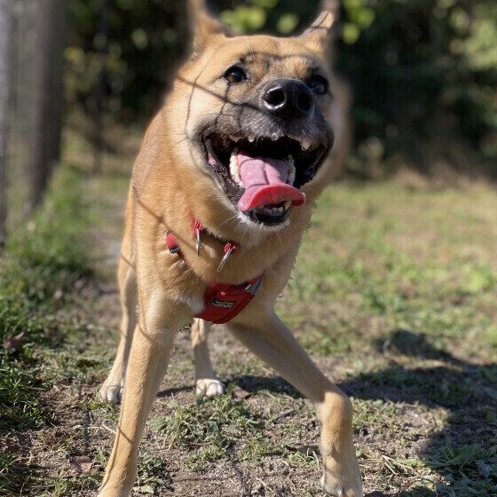 中型犬の茶豆ちゃん