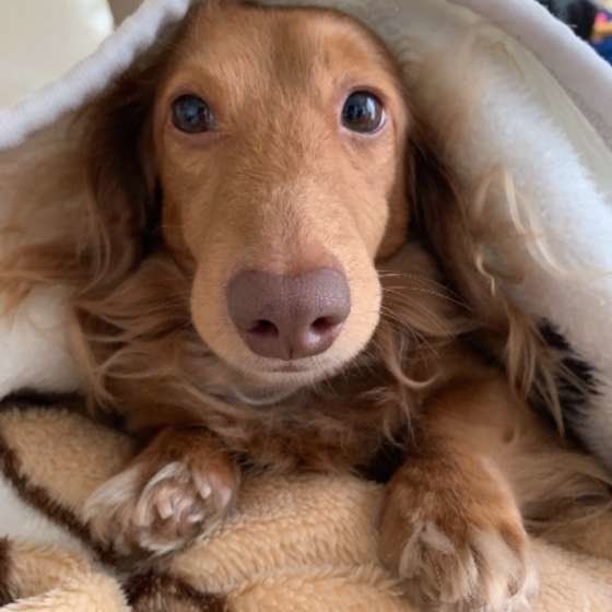 布団にもぐるミニチュア・ダックスフンド