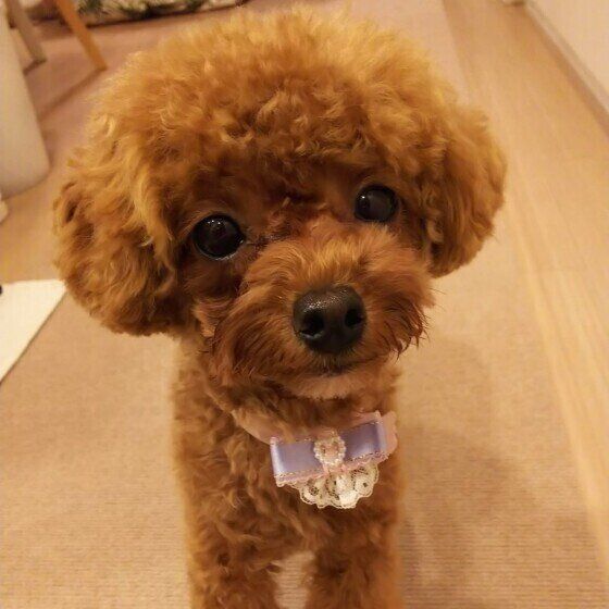 見つめるトイ・プードル