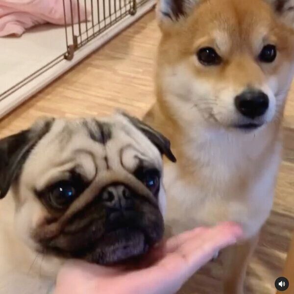 アゴ乗せするラルくんと、見つめるアキちゃん