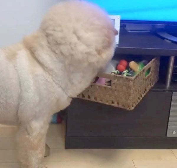 オモチャを自分で取るチャウ・チャウ