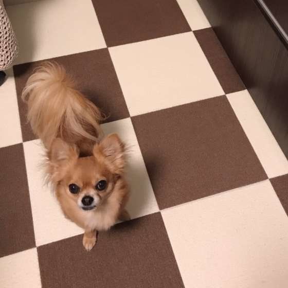 ごはんを待つチワワ