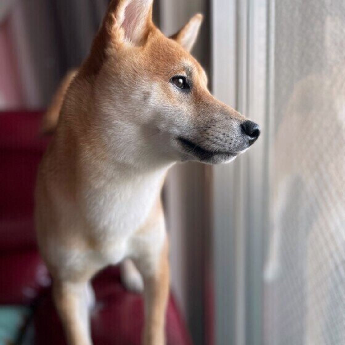オナラをしたあと 以外にもある 犬が飼い主のおしりのニオイを嗅ぐ状況を調査 いぬのきもちweb Magazine オナラをしたあと 以外にもある 犬が飼い主のおしりのニオイを嗅ぐ状況を調査 いぬのきもちweb Magazine