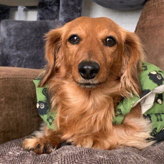 獣医師監修 犬ににんにくは絶対にng 食べてしまったときの症状と対処方法 いぬのきもちweb Magazine