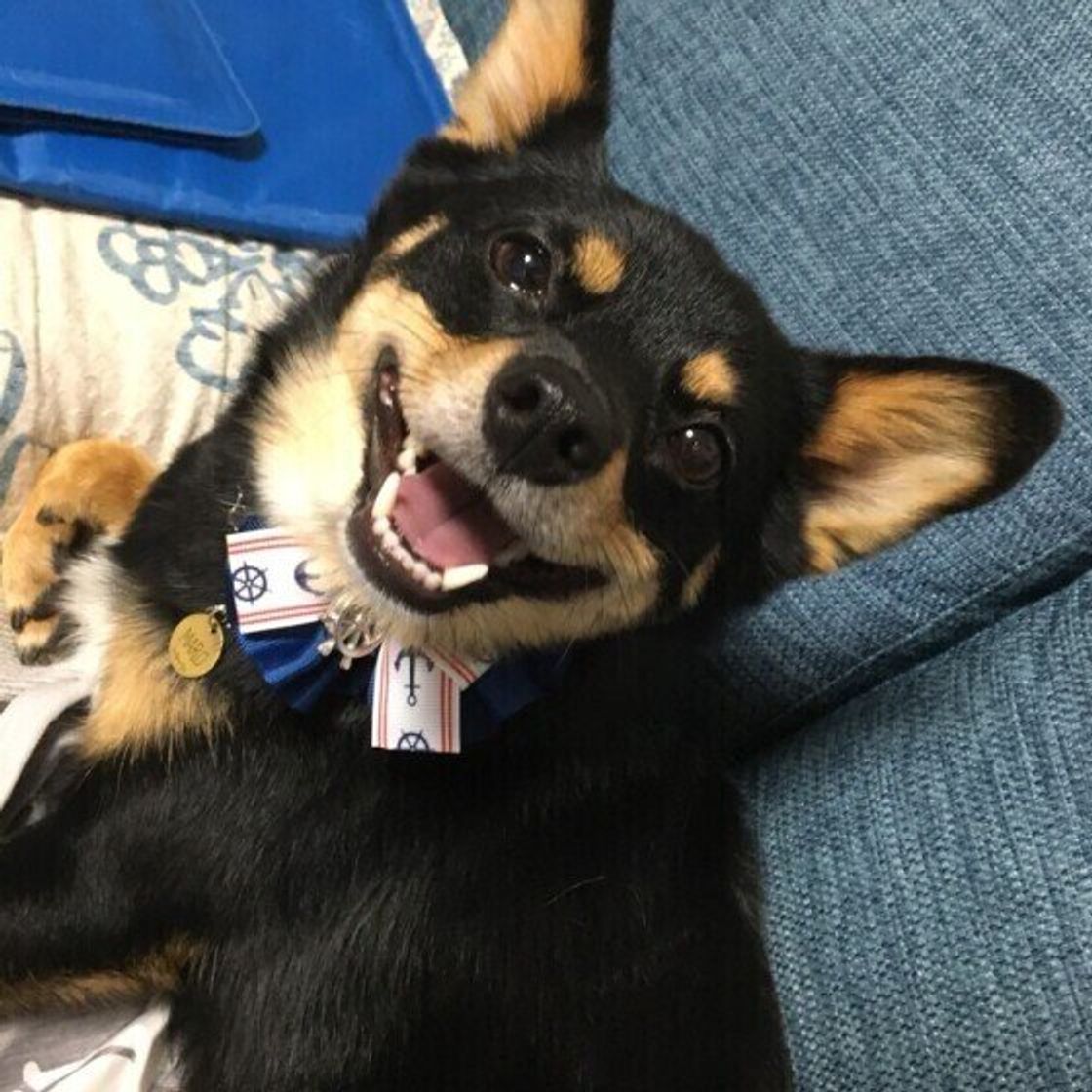 うれしくてたまらない 犬が はしゃぎすぎる 4つの場面 いぬのきもちweb Magazine うれしくてたまらない 犬が はしゃぎすぎる 4つの場面 いぬのきもちweb Magazine