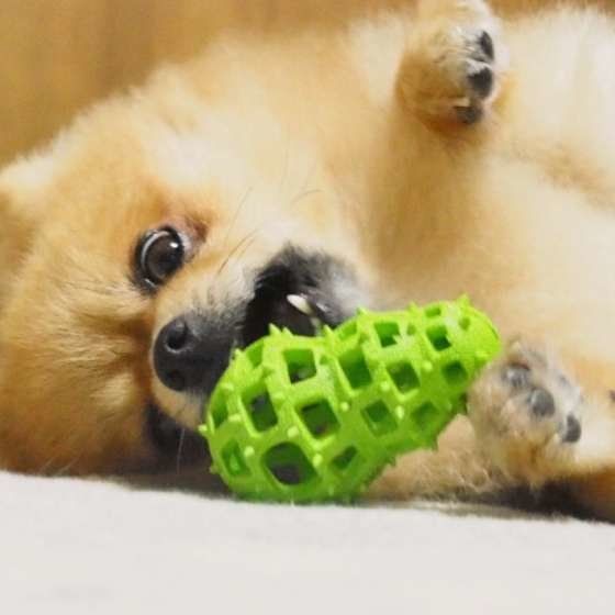 遊ぶポメラニアン