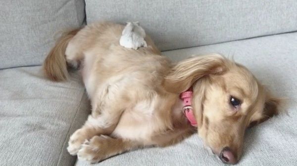 ミニチュア・ダックスフンドとハムスター