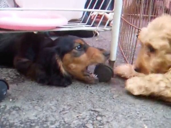 ケンカする子犬