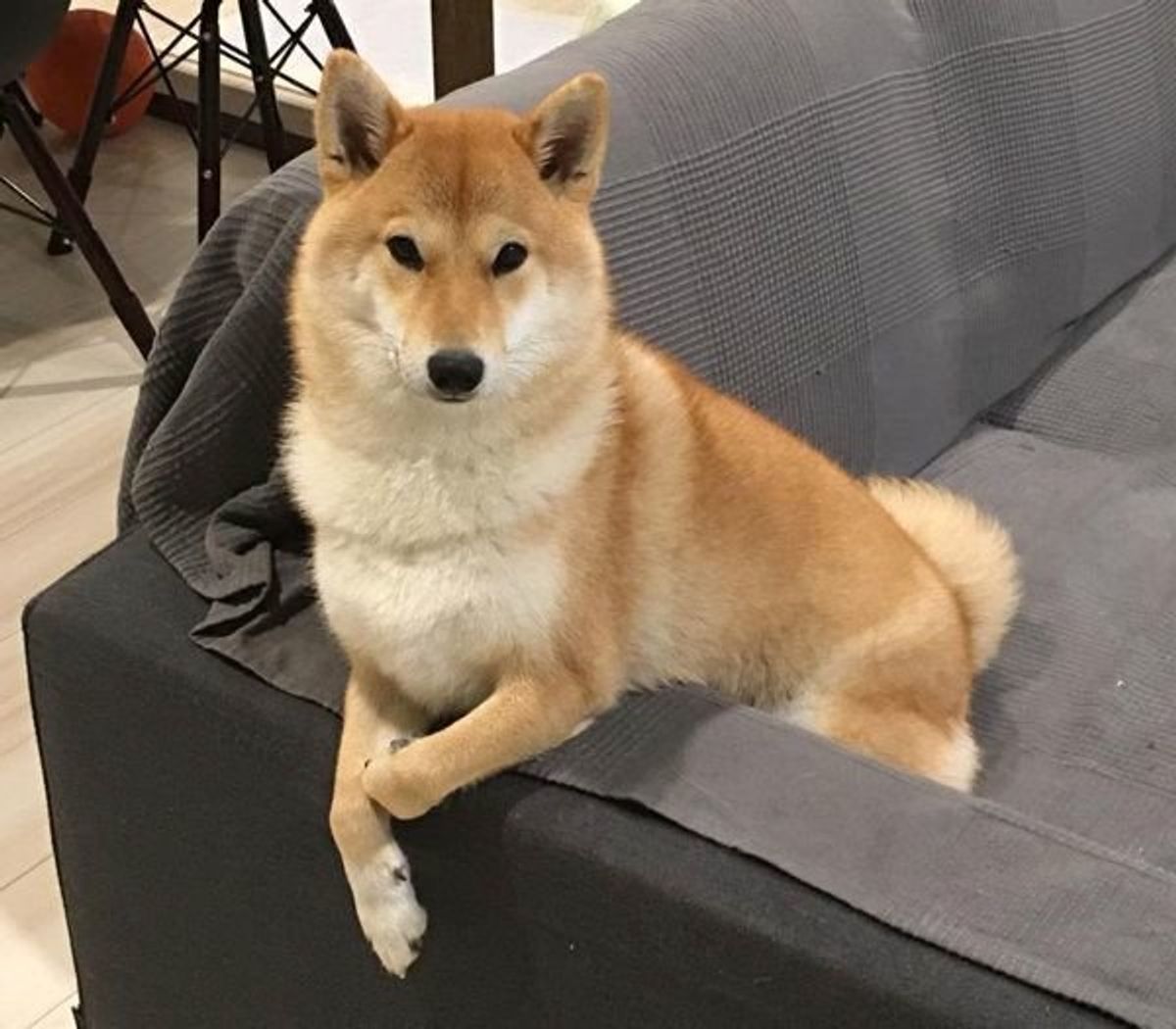 ちゃんと片付けてワン 洗濯物を何度も運ぶ子犬ちゃんに悶絶 いぬのきもちweb Magazine ちゃんと片付けてワン 洗濯物を何度も運ぶ子犬ちゃんに悶絶 いぬのきもちweb Magazine