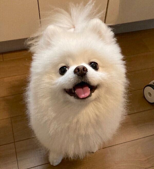 お目めをキラキラさせるレイちゃん