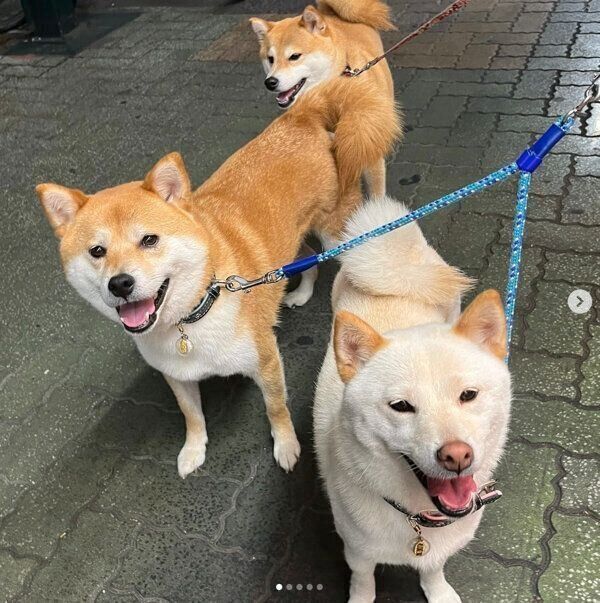 お散歩をするポポちゃん、リブくん、ラムちゃん