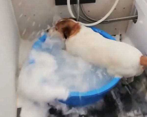 お風呂が大好きな犬