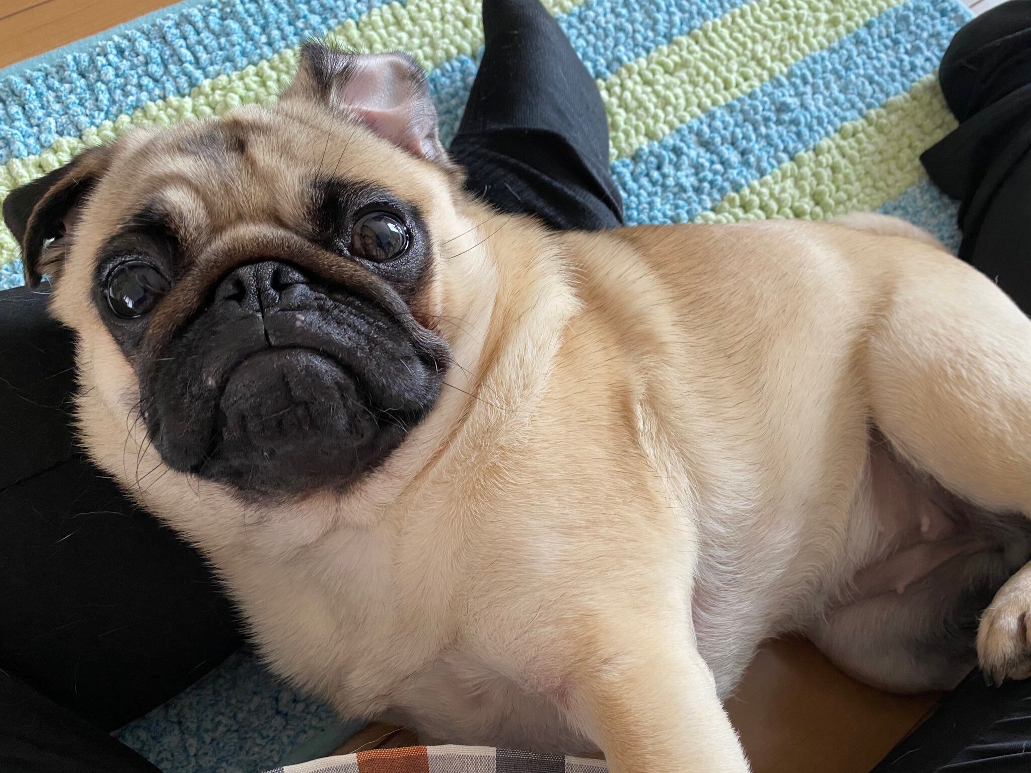 飼い主さんの足の上でくつろぐパグ